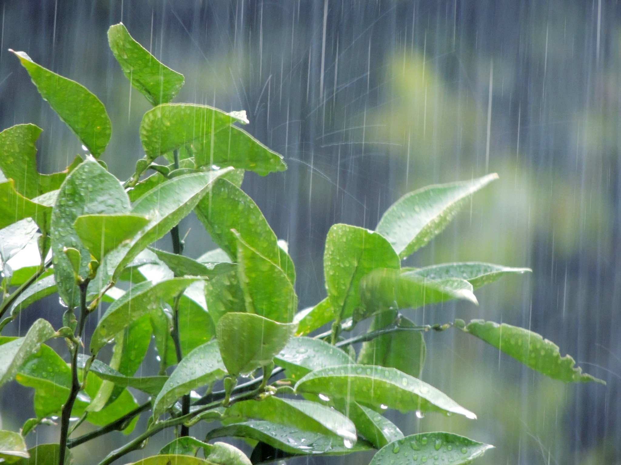 雨漏りと結露の違いは？見分け方・対処法・応急処置について解説