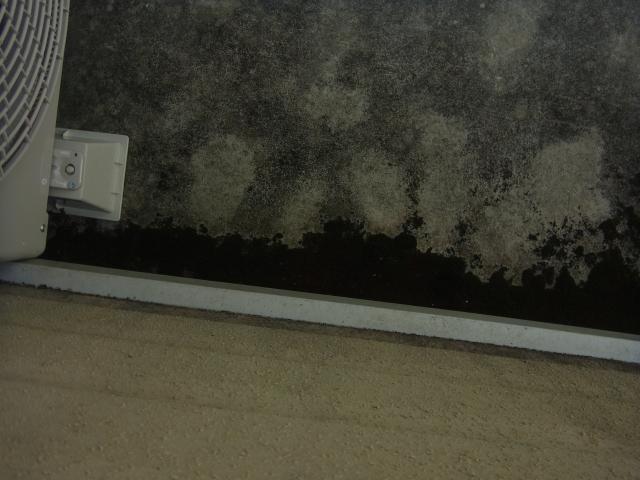 ベランダにも苔などが見られました。