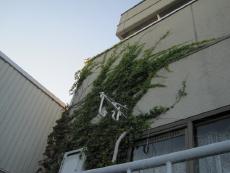 つるが伸びた外壁まわり。