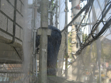 外壁・屋根の高圧洗浄。